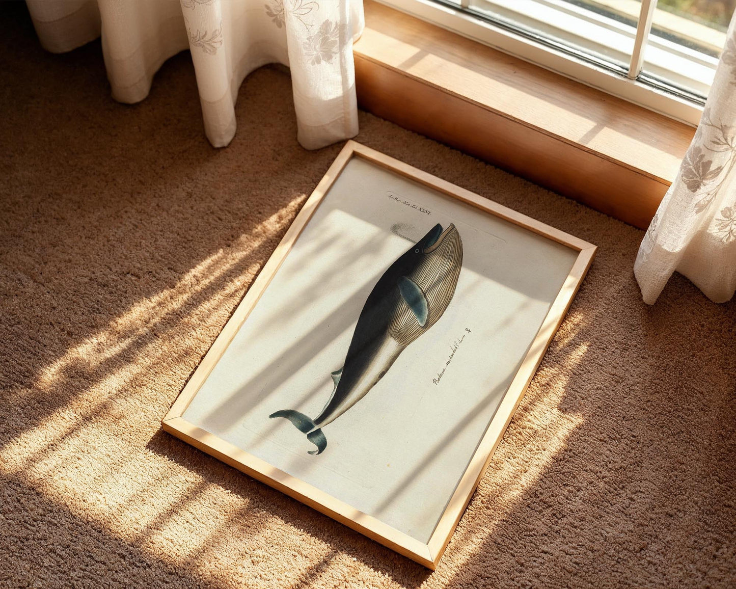 Vintage Whale Illustration – Natural History Wall Art Print