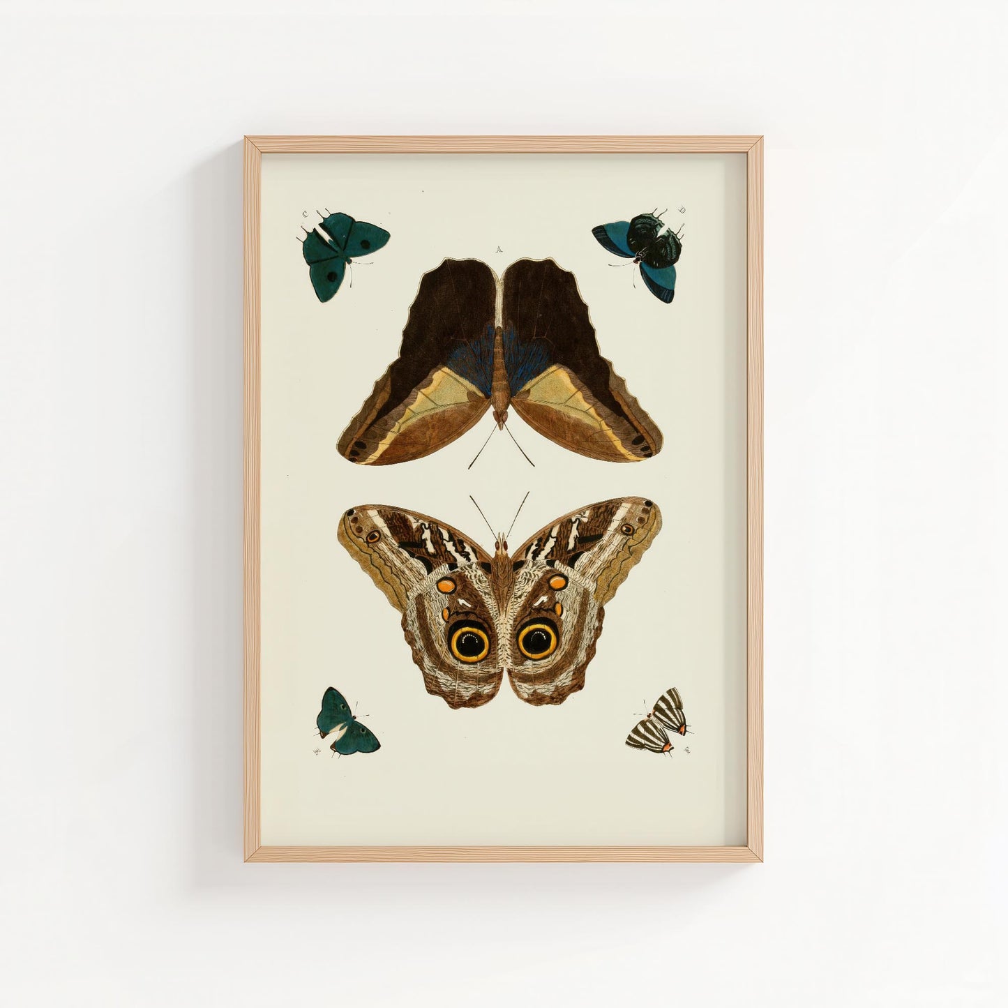 Vintage Butterfly Study – Natural History Wall Art Print
