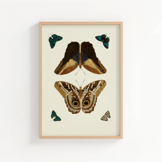 Vintage Butterfly Study – Natural History Wall Art Print