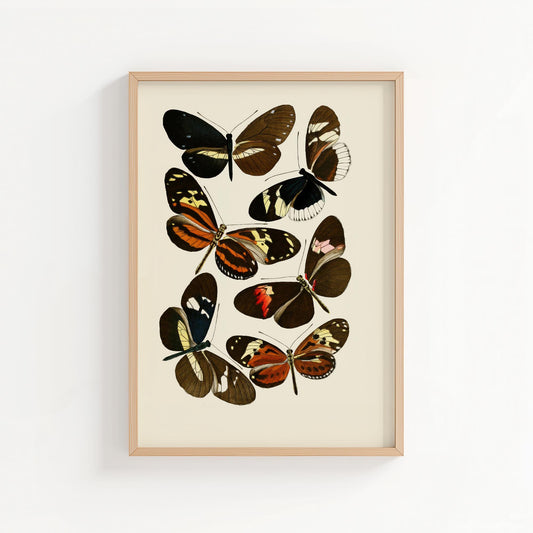 Vintage Butterfly Study II – Natural History Wall Art Print