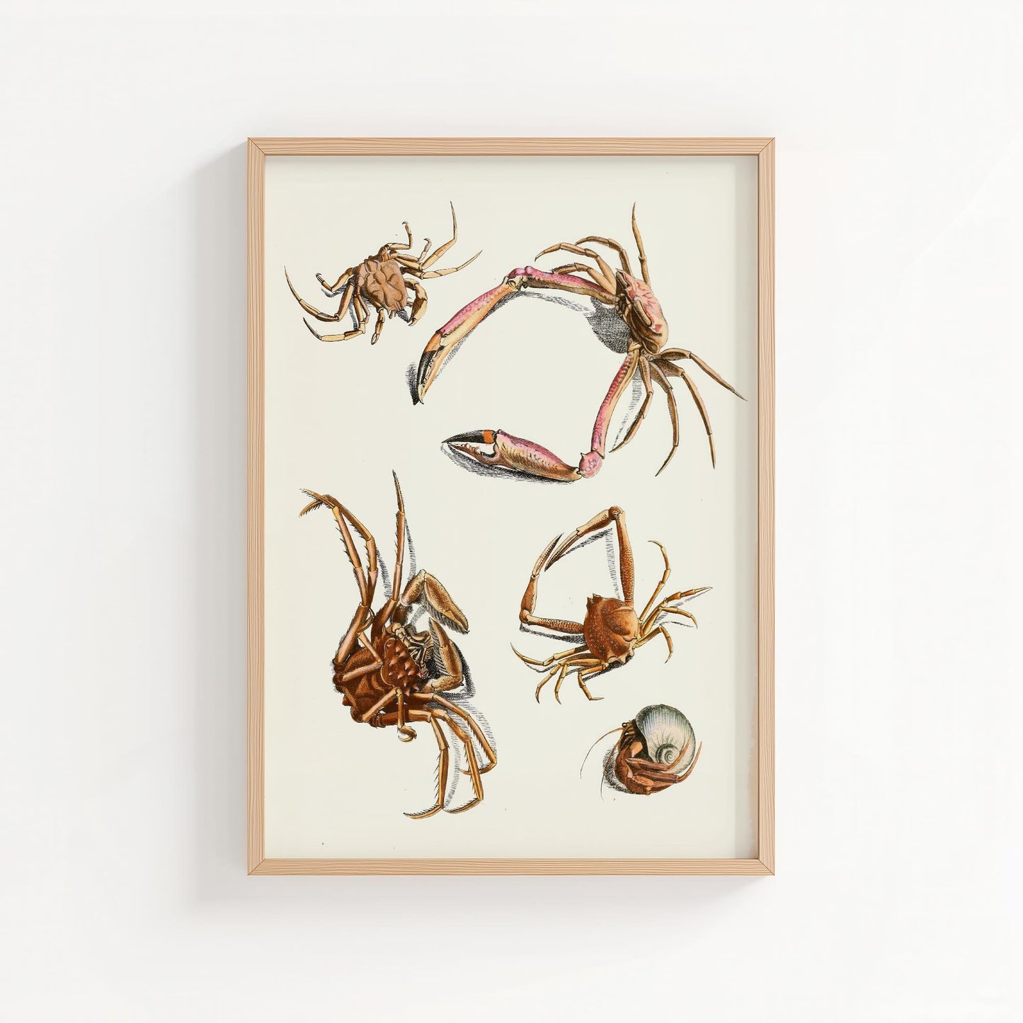Vintage Crab Study – Coastal Marine Wall Art Print