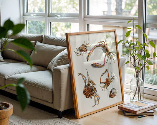 Vintage Crab Study – Coastal Marine Wall Art Print