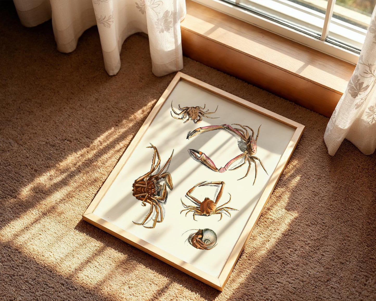 Vintage Crab Study – Coastal Marine Wall Art Print