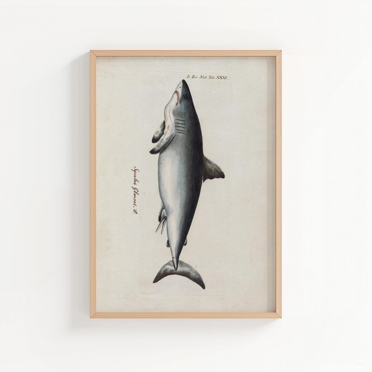 Vintage Shark Illustration – Coastal Natural History Wall Art Print