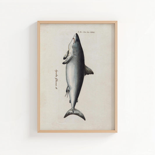 Vintage Shark Illustration – Coastal Natural History Wall Art Print