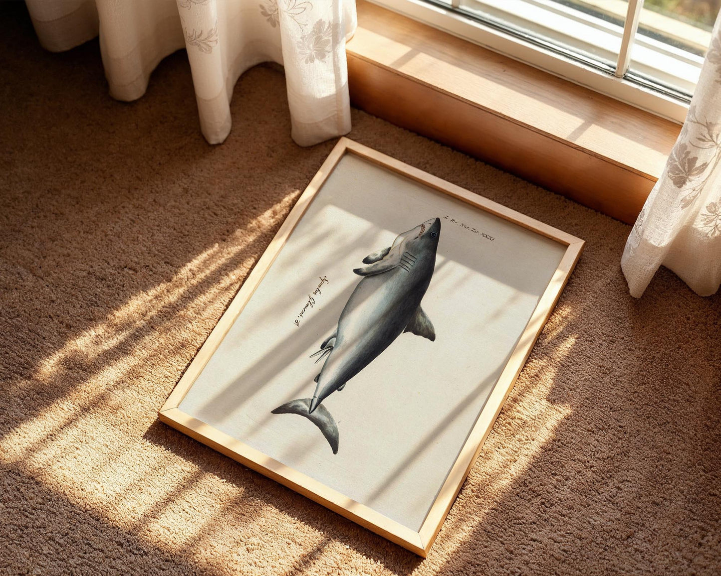 Vintage Shark Illustration – Coastal Natural History Wall Art Print