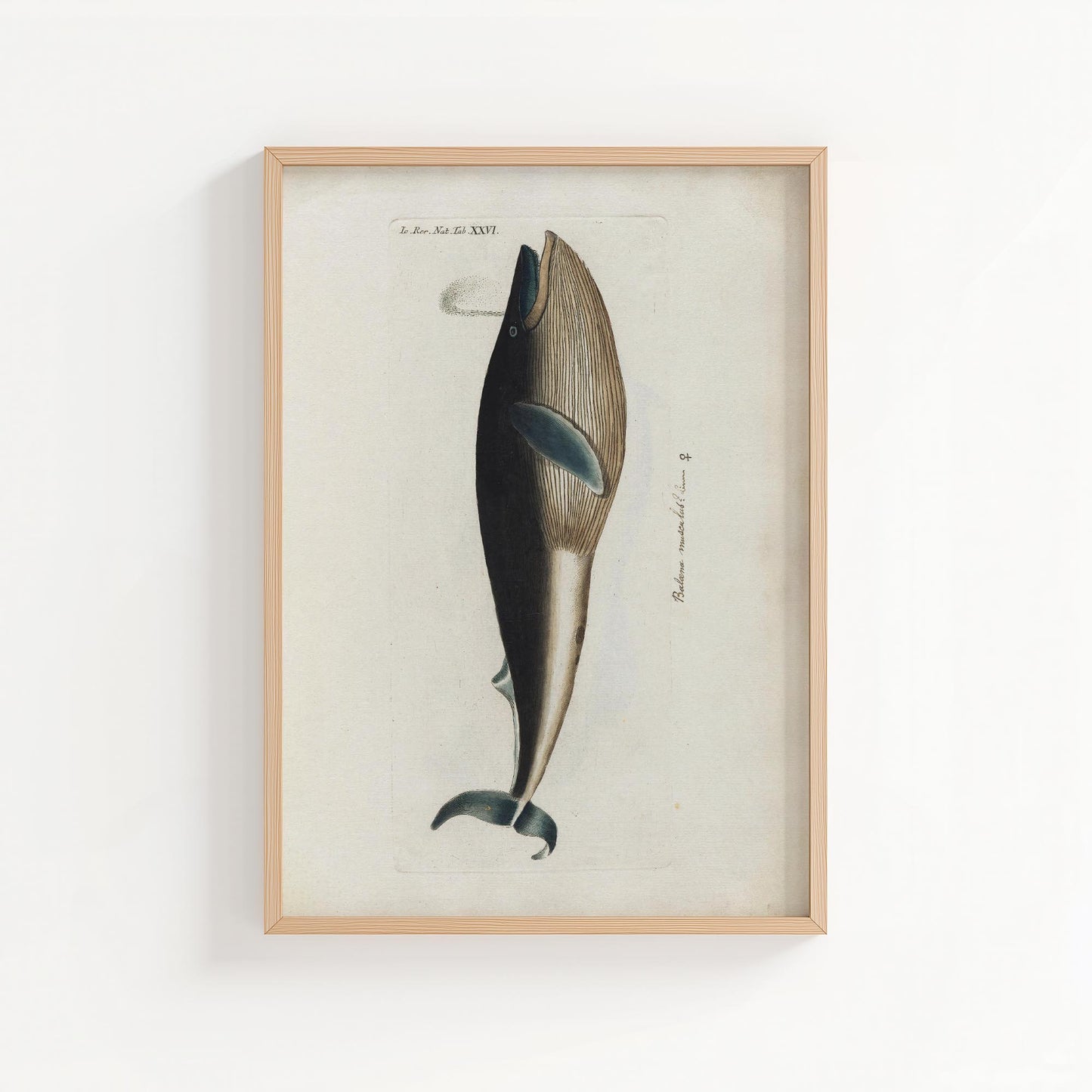 Vintage Whale Illustration – Natural History Wall Art Print