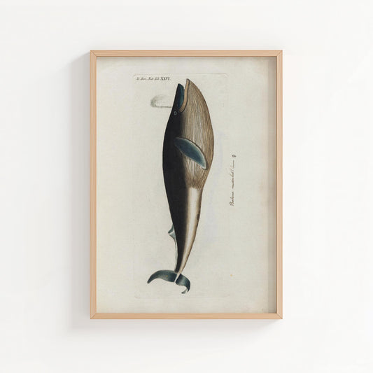 Vintage Whale Illustration – Natural History Wall Art Print