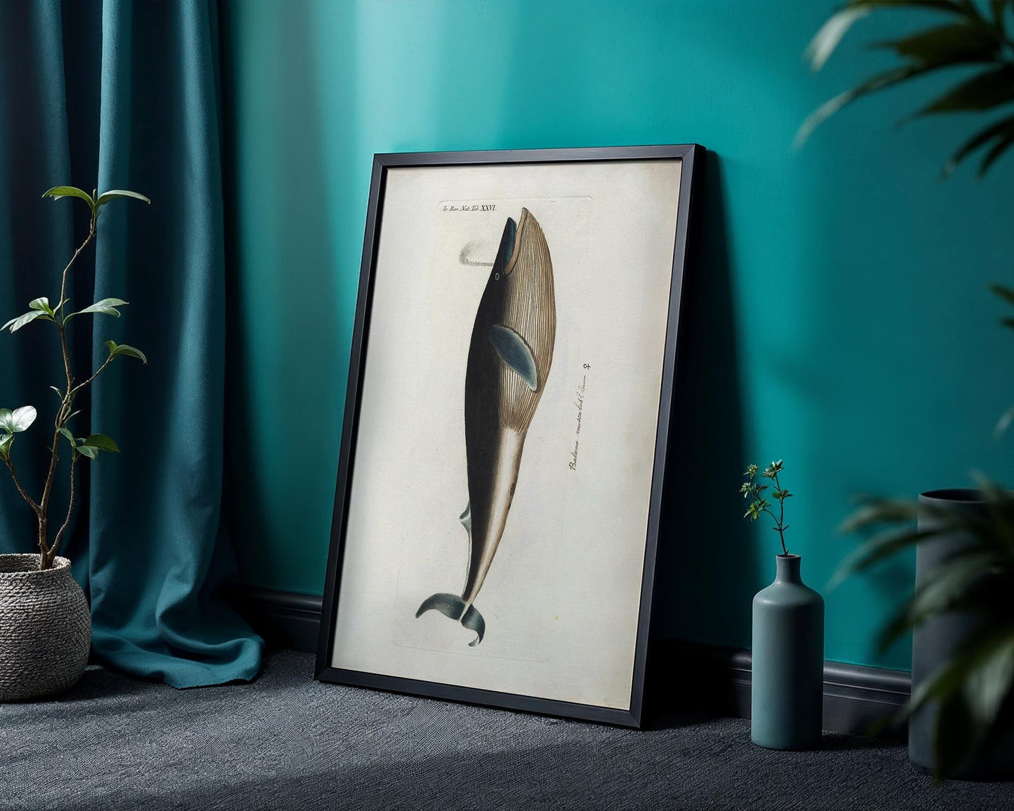 Vintage Whale Illustration – Natural History Wall Art Print